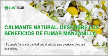 Calmante natural: descubre los beneficios de fumar manzanilla