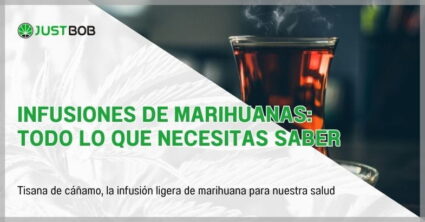 Infusiones de marihuanas: todo lo que necesitas saber