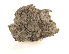 Primer plano de cogollo de marihuana CBD con tricomas cristalinos