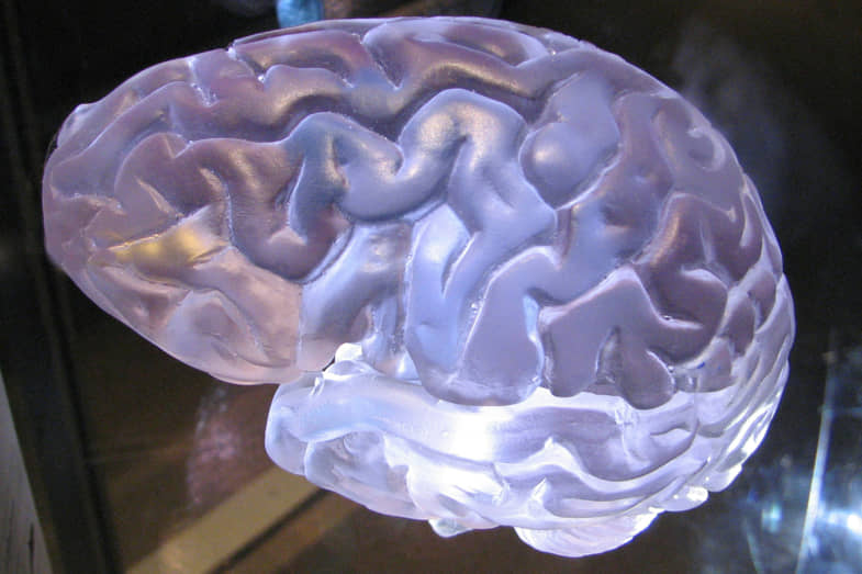 Cerebro humano | Justbob