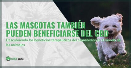 Beneficios del CBD para mascotas | Justbob