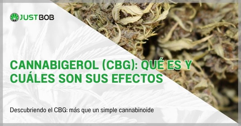 Cannabigerol (CBG): qué es y cuáles son sus efectos