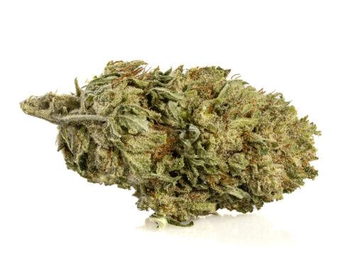 Marihuana CBD Alpine CBG Small Budsde cultivo orgánico y sostenible