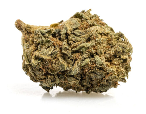 Marihuana CBD blueberry small buds de cultivo orgánico y sostenible