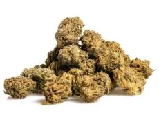 Primer plano de una cima de Marihuana cbd Blueberry Small Buds con tricomas destacados y textura natural Una cima de Marihuana cbd Blueberry Small Buds