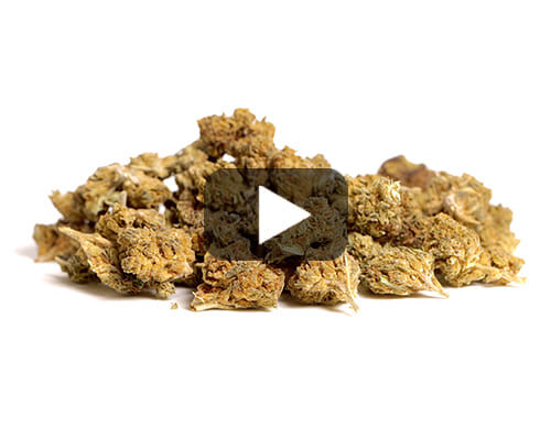 Vista previa de video de flores de Marihuana cbd Alpine CBG Small Budscon matices verdes y marrones