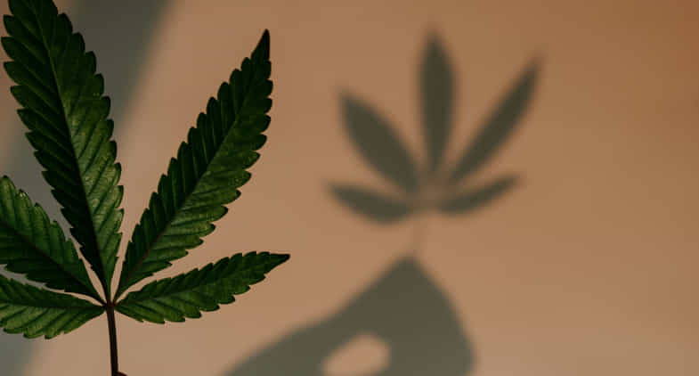Sombra de una hoja de cannabis | justbob