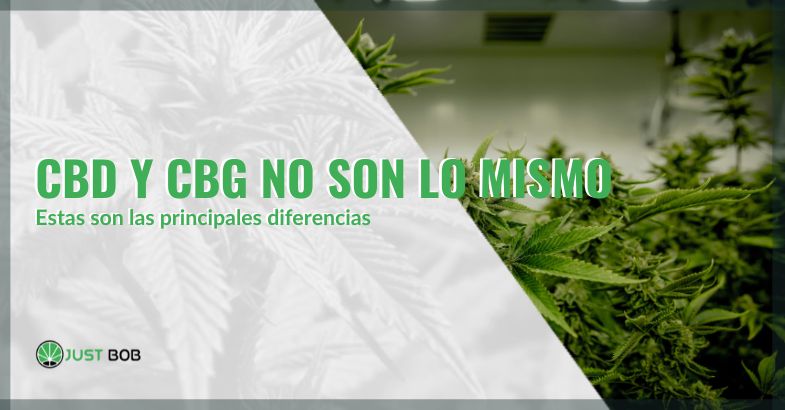 CBD y CBG no son lo mismo: éstas son las principales diferencias | Justbob