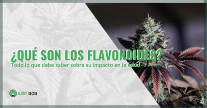 que son los flavonoides | just bob