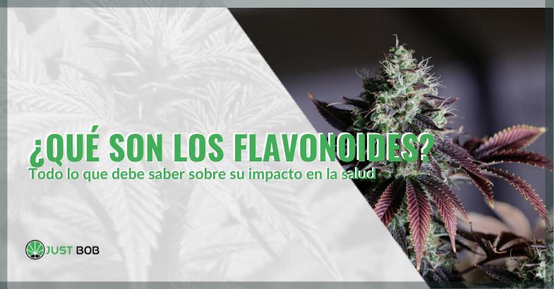 que son los flavonoides | just bob