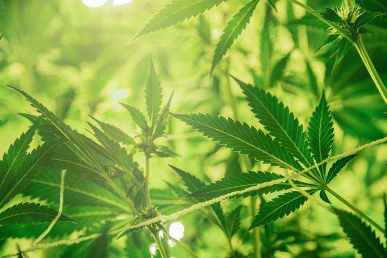 Planta de marihuana iluminada por la luz solar | Justbob