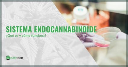 sistema endocannabinoide qué es y cómo funciona | just bob