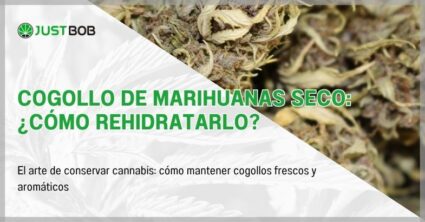 Cogollo de marihuanas seco: ¿cómo rehidratarlo?