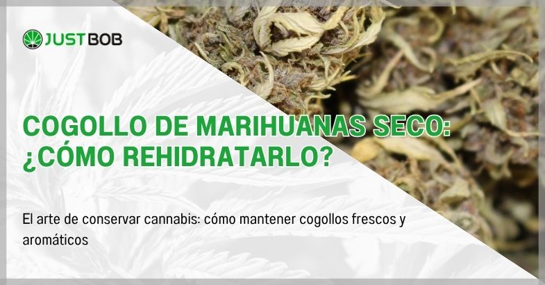 Cogollo de marihuanas seco: ¿cómo rehidratarlo?
