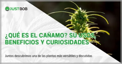 ¿Qué es el cañamo? Su usos, beneficios y curiosidades