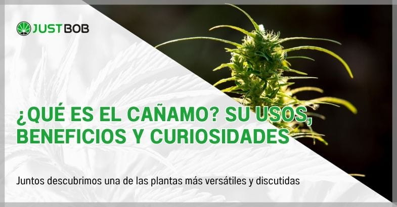 ¿Qué es el cañamo? Su usos, beneficios y curiosidades