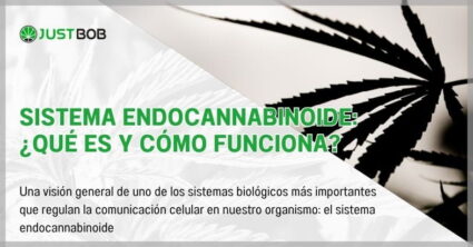 Sistema endocannabinoide: ¿qué es y cómo funciona?