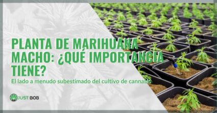 Planta de marihuana macho Planta de marihuana macho ¿qué importancia tiene | just bob