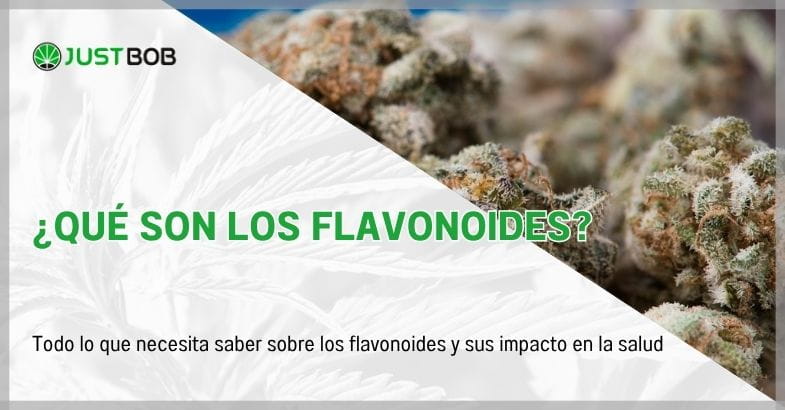 ¿Qué son los flavonoides?