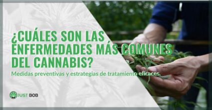 cuales son las enfermedades mas comunes del cannabis Cuales son las enfermedades mas comune en la cannabis | just bob