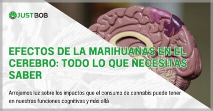 Efectos de la marihuanas en el cerebro: todo lo que necesitas saber