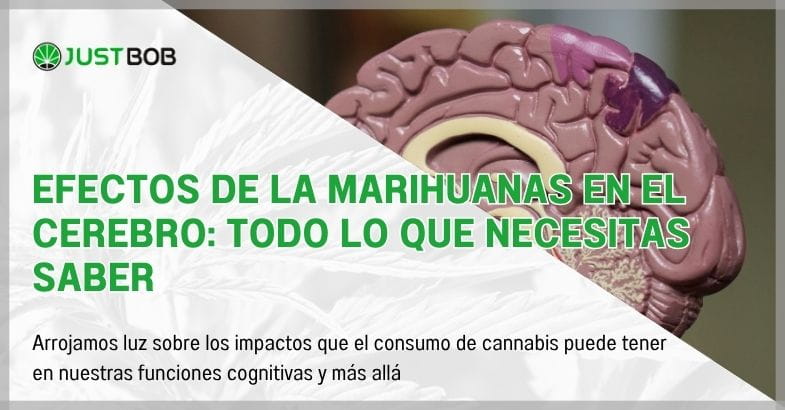 Efectos de la marihuanas en el cerebro: todo lo que necesitas saber