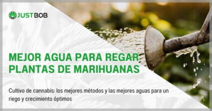 Mejor agua para regar plantas de marihuanas