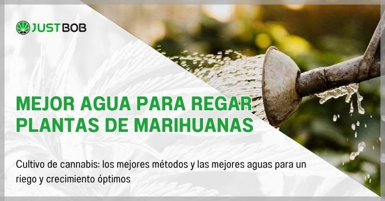 Mejor agua para regar plantas de marihuanas