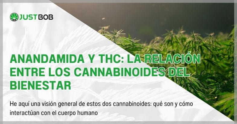Anandamida y THC: la relación entre los cannabinoides del bienestar