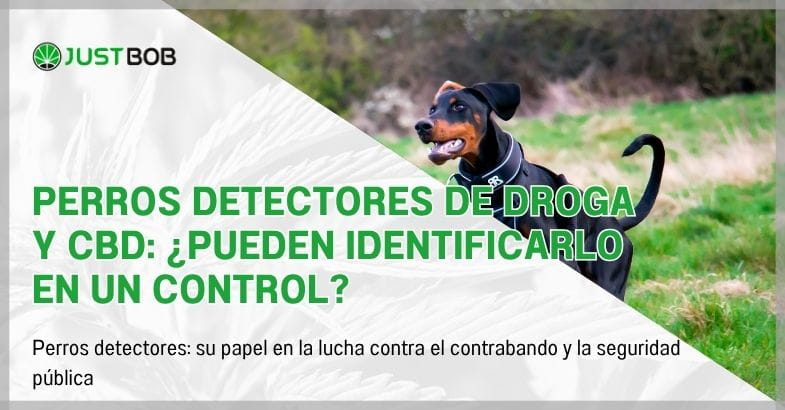 Perros detectores de droga y CBD