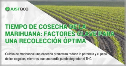 Tiempo de cosecha de la marihuana: factores clave para una recolección óptima