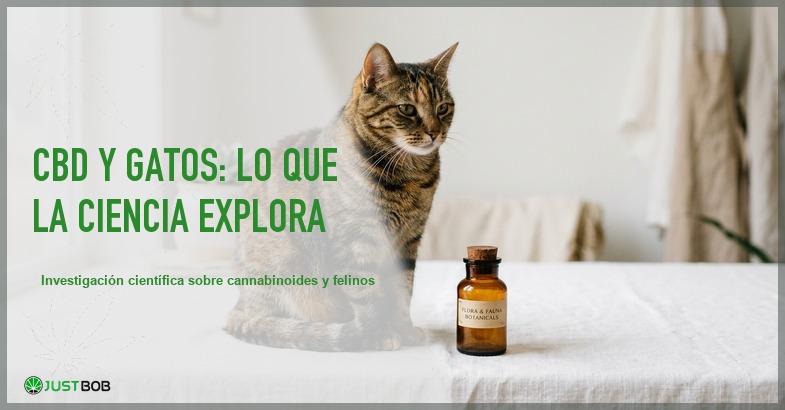 Gato atigrado relajado sentado junto a un frasco ambar sobre una superficie blanca con luz natural