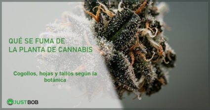 Banner del articulo sobre que se fuma de la planta de cannabis con macro botanico de cogollo de canamo CBD con tricomas titulo Que se fuma de la planta de cannabis y logo Justbob