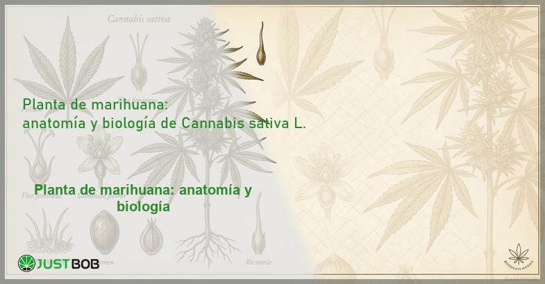 Lámina botánica antigua de Cannabis sativa con detalles de hojas, flores y semillas, banner del artículo de Justbob sobre la planta de marihuana