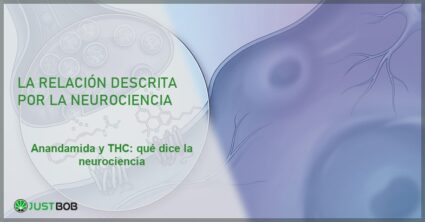 Sinapsis con moléculas de anandamida y receptores CB1, banner del artículo de Justbob sobre anandamida y THC