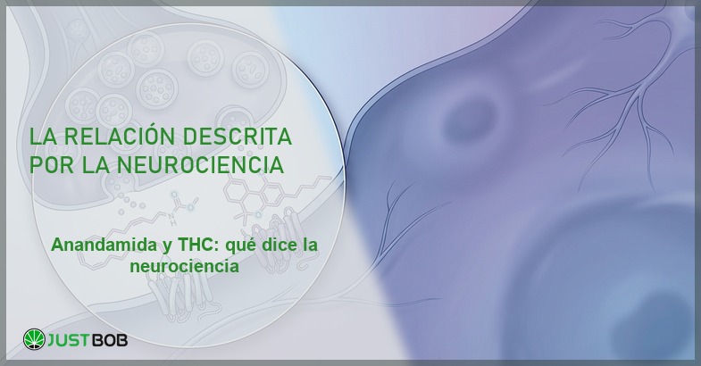 Sinapsis con moléculas de anandamida y receptores CB1, banner del artículo de Justbob sobre anandamida y THC