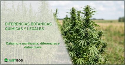 Campo con plantas de cáñamo industrial y Cannabis sativa, banner del artículo de Justbob sobre cáñamo y marihuana