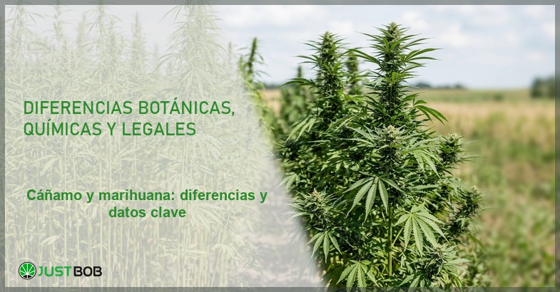 Campo con plantas de cáñamo industrial y Cannabis sativa, banner del artículo de Justbob sobre cáñamo y marihuana