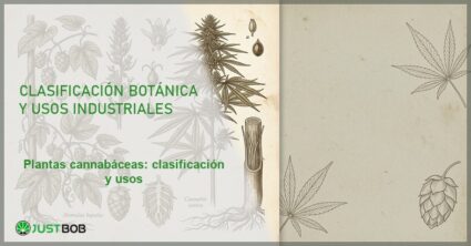 Lámina botánica antigua de Humulus lupulus y Cannabis sativa, banner del artículo de Justbob sobre plantas cannabáceas
