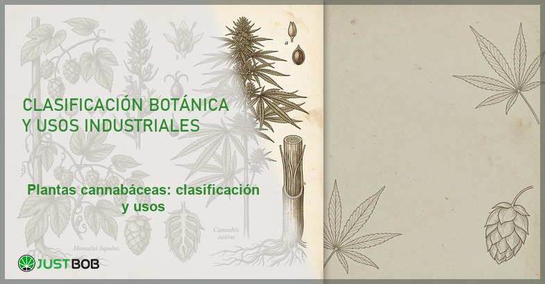 Lámina botánica antigua de Humulus lupulus y Cannabis sativa, banner del artículo de Justbob sobre plantas cannabáceas