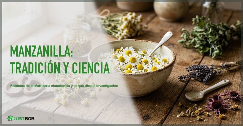 Flores frescas de manzanilla Matricaria chamomilla en un cuenco ceramico sobre una mesa rustica