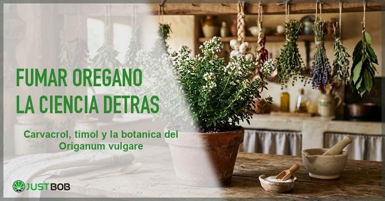 Fumar orégano: carvacrol, botánica y análisis de esta especia aromática