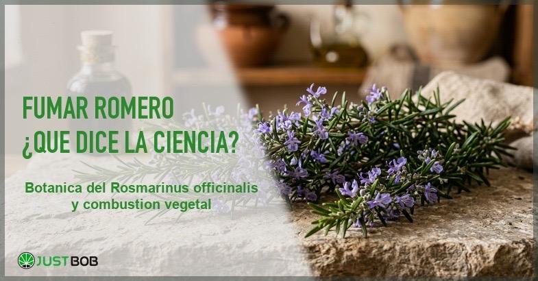 Fumar romero: ciencia del ácido rosmarínico y las hierbas aromáticas