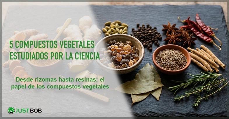 Especias y hierbas naturales variadas incluyendo curcuma jengibre y resina de boswellia sobre pizarra oscura