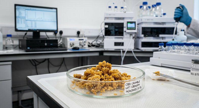 Muestra de crumble CBD con textura porosa amarillo dorado sobre placa de laboratorio para análisis de cannabinoides
