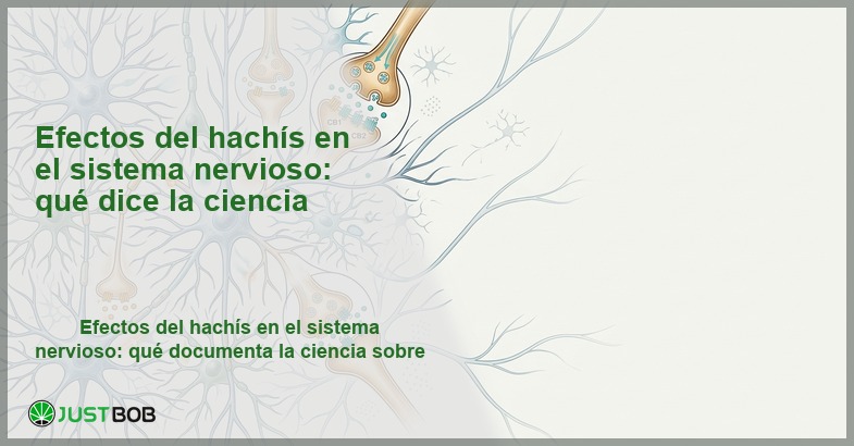 Ilustración neurocientífica de neuronas con receptores CB1 y CB2 en sinapsis, banner del artículo de Justbob sobre efectos del hachís en el sistema nervioso