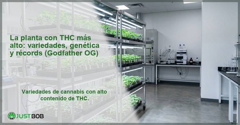 Cultivo indoor de plántulas de cannabis bajo luces LED en bandejas apiladas, banner del artículo de Justbob sobre la planta con THC más alto