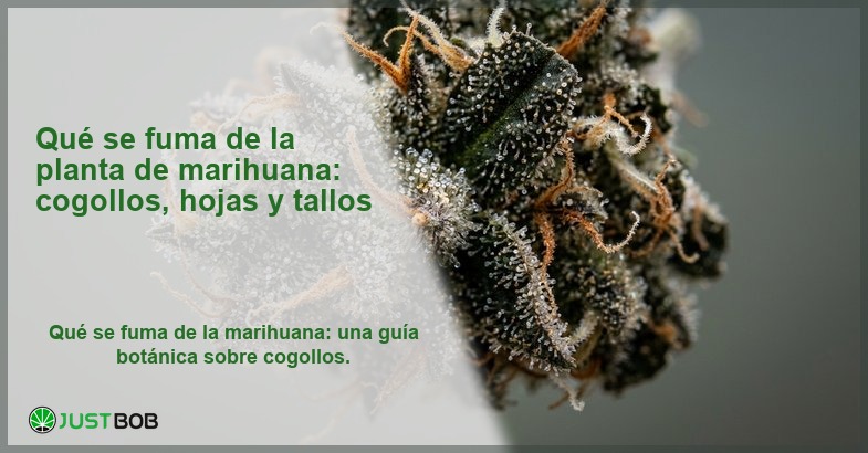 Banner del articulo sobre que se fuma de la planta de cannabis con macro botanico de cogollo de canamo CBD con tricomas titulo Que se fuma de la planta de cannabis y logo Justbob