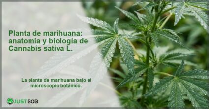 Imagen de Cannabis sativa con detalles de hojas, banner del artículo de Justbob sobre la planta de marihuana