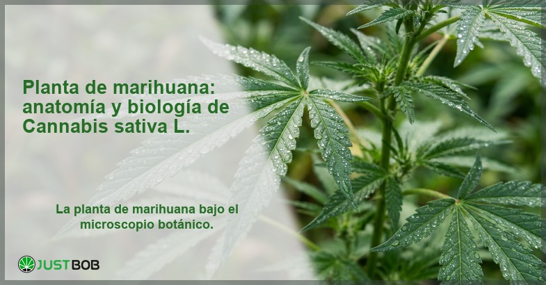 Imagen de Cannabis sativa con detalles de hojas, banner del artículo de Justbob sobre la planta de marihuana